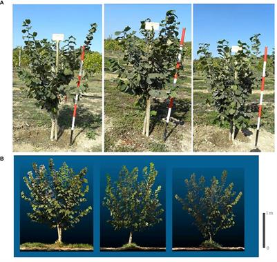 Field performance of grafted, micropropagated, and own-rooted plants of three Italian hazelnut cultivars during the initial four seasons of development